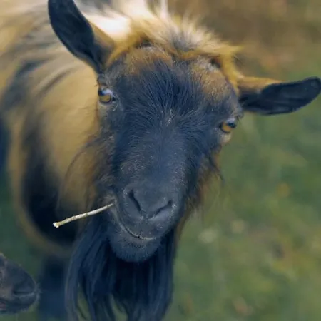 Apartamento Casa Jasmim, Quinta Carmo - Alcobaça/nazaré Alcobaça