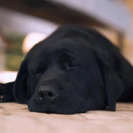 Casa Jasmim, Quinta Carmo - Alcobaça/nazaré Apartamento *