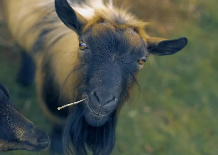 Apartment Casa Jasmim, Quinta Carmo - Alcobaca/nazare Alcobaca