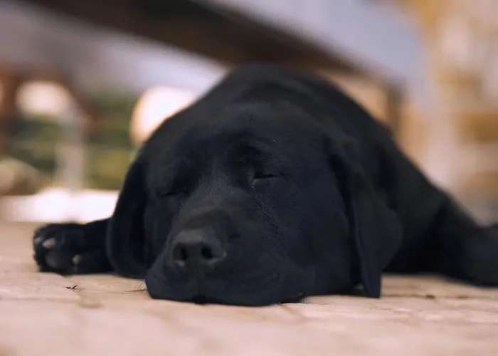 Casa Jasmim, Quinta Carmo - Alcobaca/nazare Apartment *